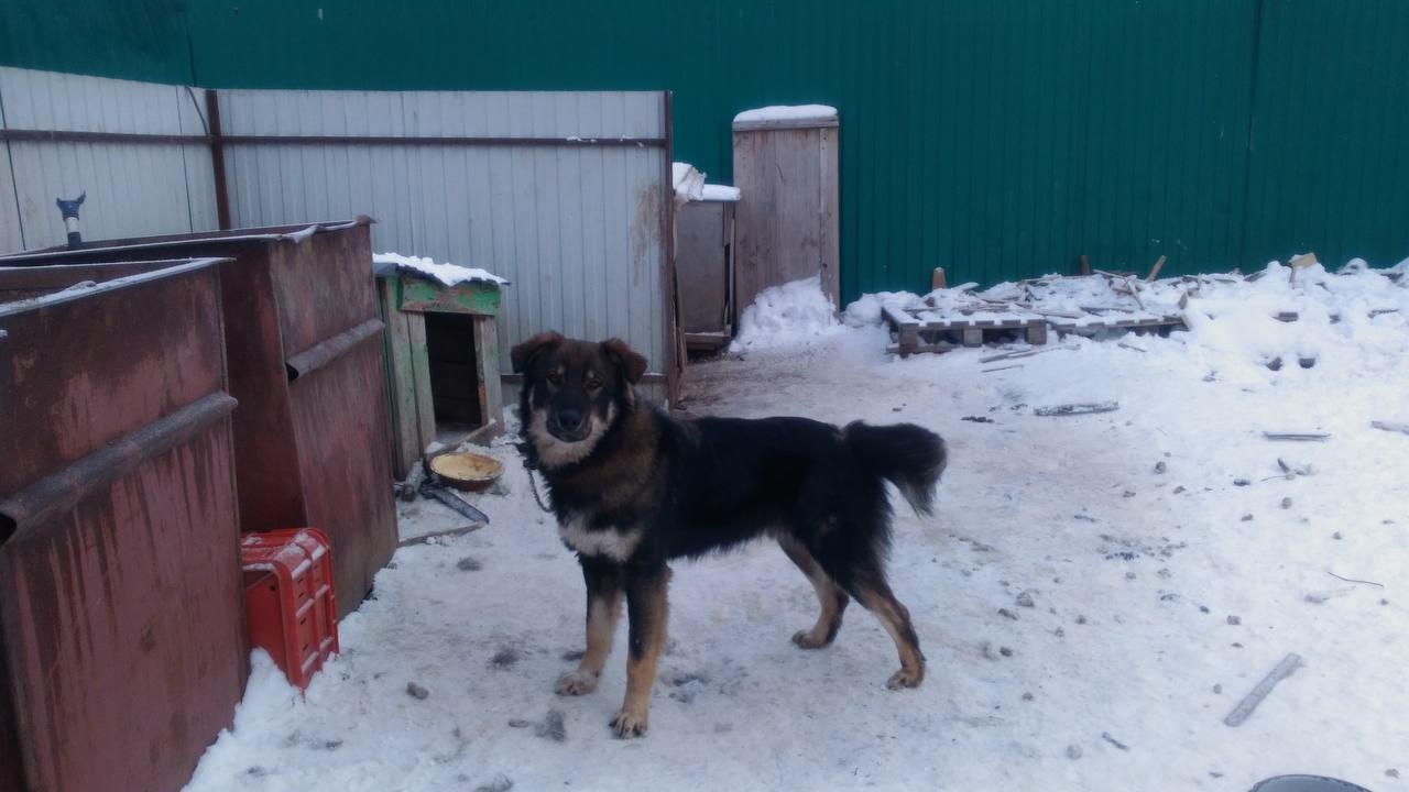 Как уберечь собаку: первая помощь, если собака слизала соль