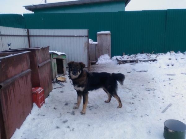 Как уберечь собаку: первая помощь, если собака слизала соль