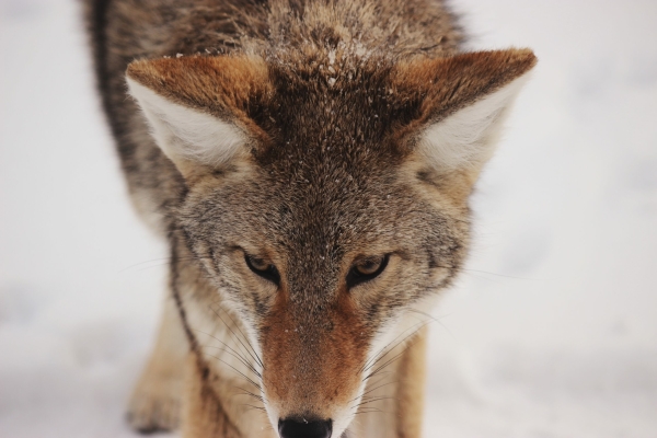 Якутские ученые вскрыли древнего волка, чтобы узнать, что ели животные 44 тысячи лет назад