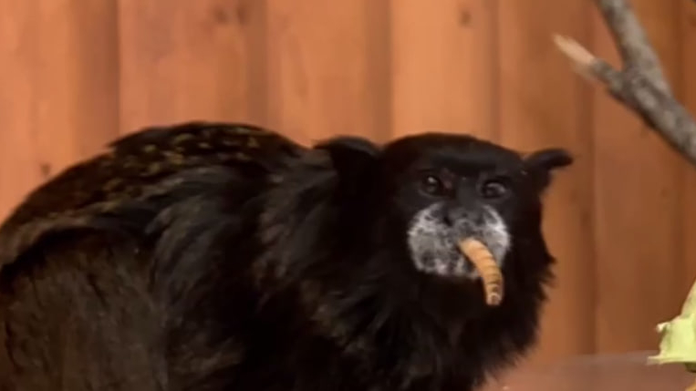 Эти приматы редко доживают до 15 лет: буроголовый тамарин из Ленинградского зоопарка оказался долгожителем