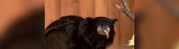 Эти приматы редко доживают до 15 лет: буроголовый тамарин из Ленинградского зоопарка оказался долгожителем