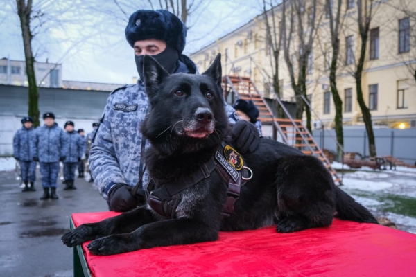 В Санкт-Петербурге служебную собаку впервые наградили медалью Росгвардии