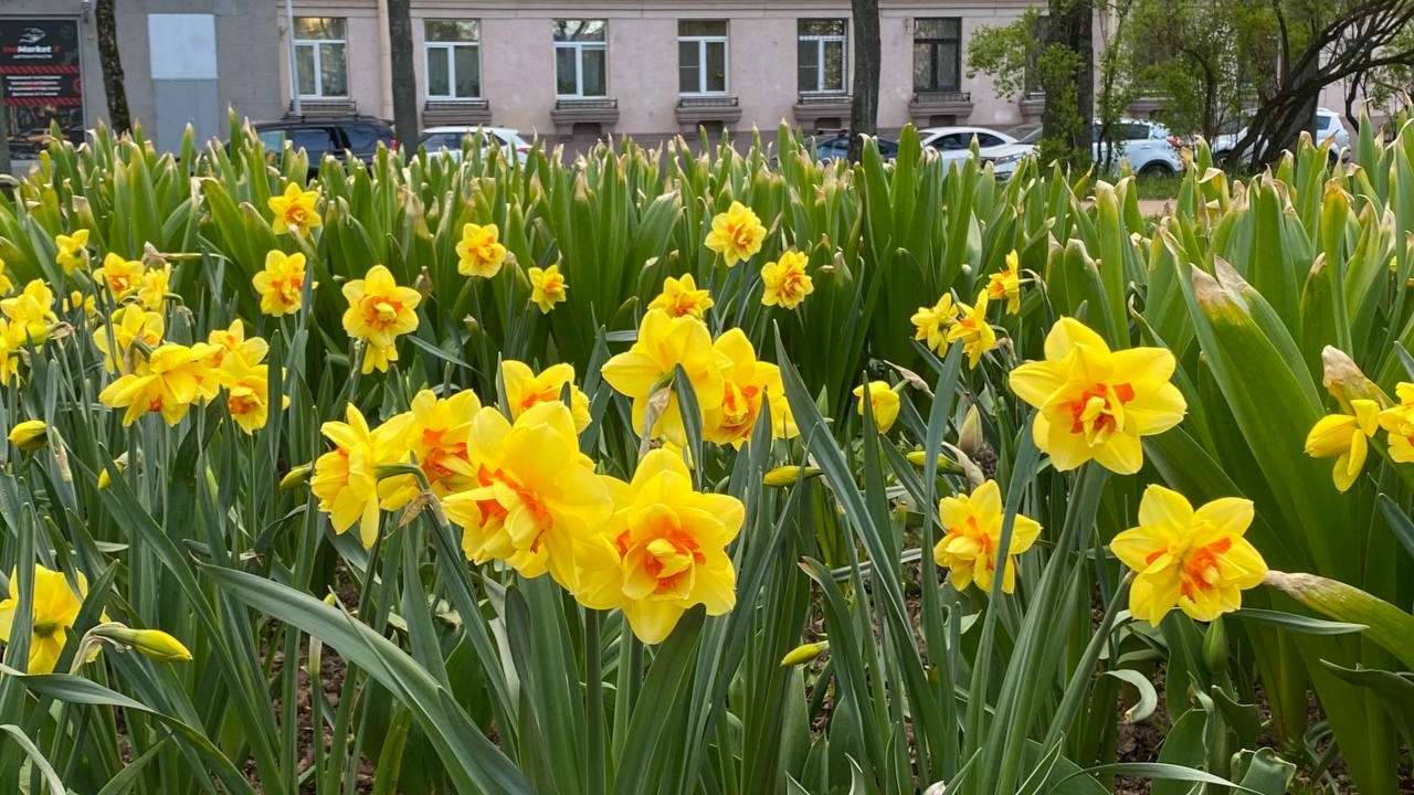 Петербург ждет тепло до +24°C и дожди в области