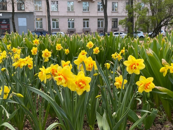 Петербург ждет тепло до +24°C и дожди в области