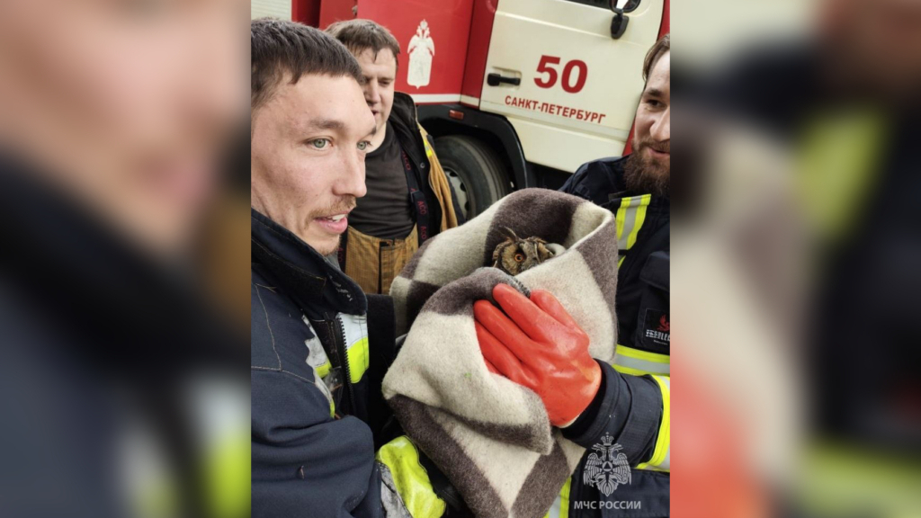 Петербургские спасатели нашли и спасли сову с поврежденным крылом