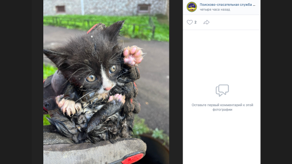 Спасатели Петербурга вызволили котенка из канализационного колодца