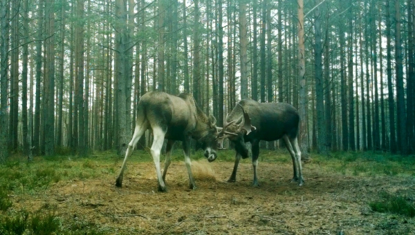 В Ленобласти самцы лосей начали брачные турниры за внимание невест