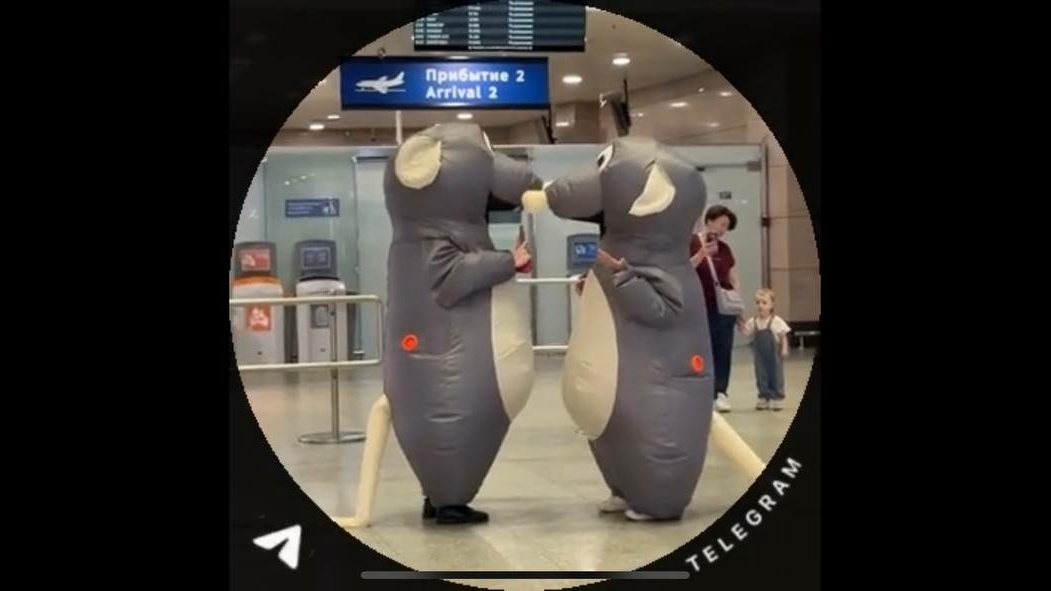 Пулково опубликовало видео с крысами в аэропорту