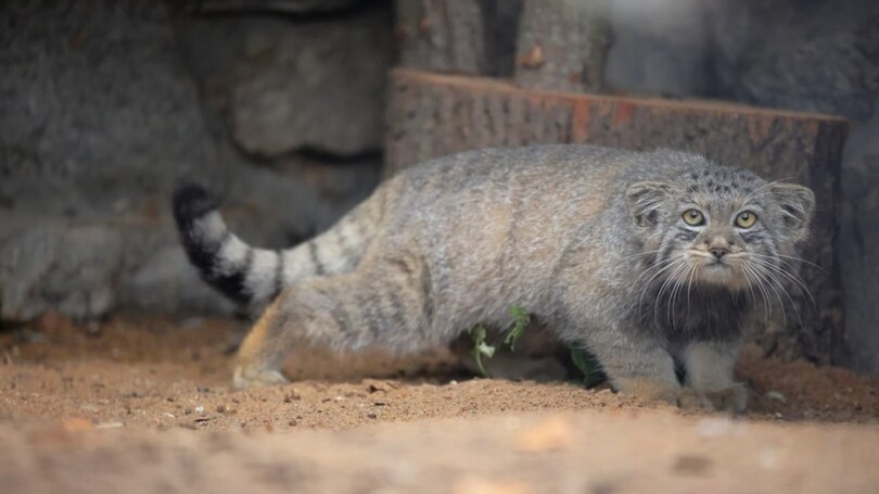 Манулу Шу из Ленинградского зоопарка предстоит «жениться» в будущем году