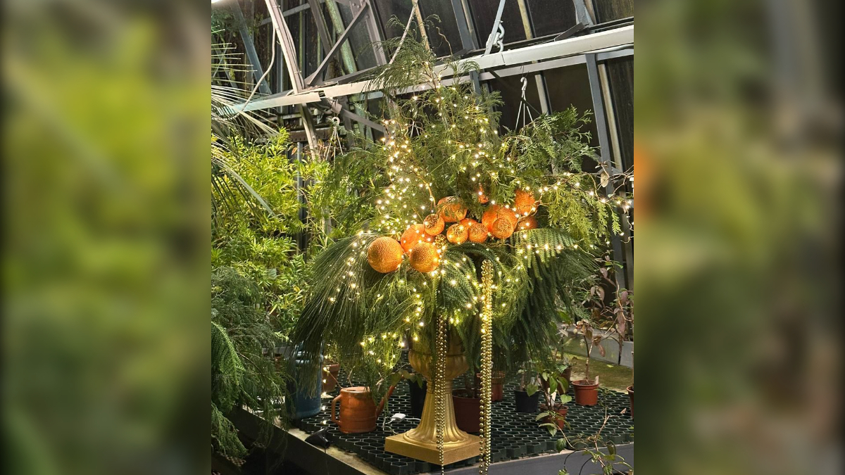 Финиковая пальма стала символом Нового года в Ботаническом саду Петербурга