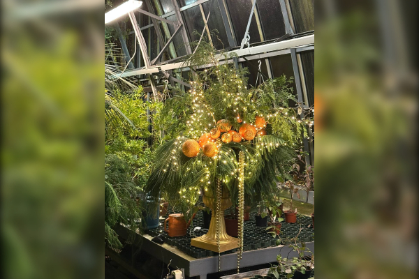 Финиковая пальма стала символом Нового года в Ботаническом саду Петербурга