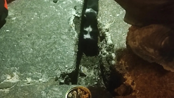 Спасатели проложили путь на поверхность коту, застрявшему в кладке в Петербурге