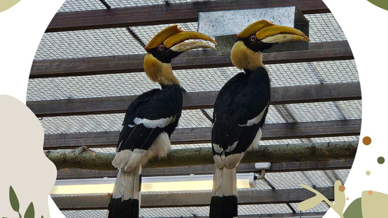 Сотрудники Ленинградского зоопарка проверили калао на сообразительность