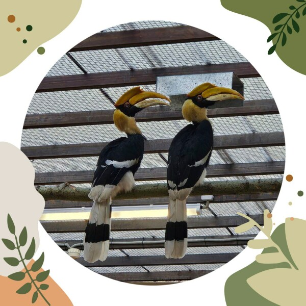 Сотрудники Ленинградского зоопарка проверили калао на сообразительность