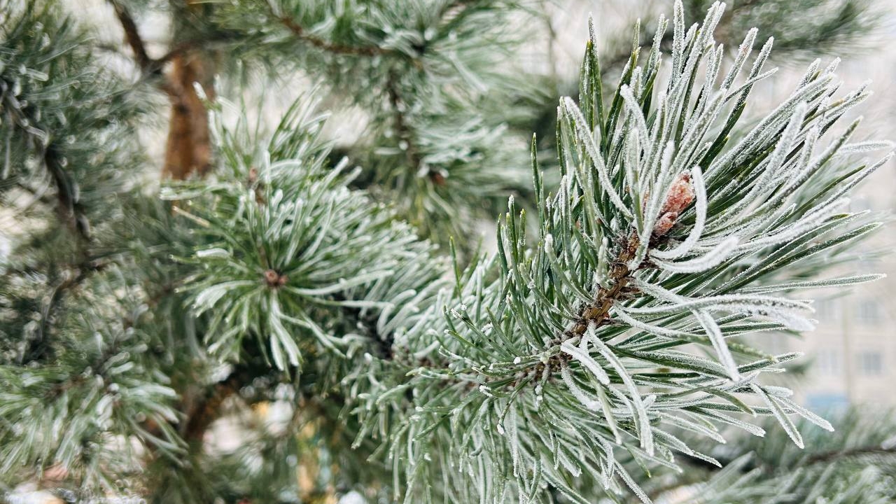 Главную новогоднюю елку Петербурга уже выбрали и скоро привезут