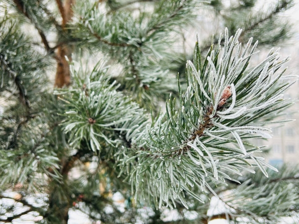 Главную новогоднюю елку Петербурга уже выбрали и скоро привезут