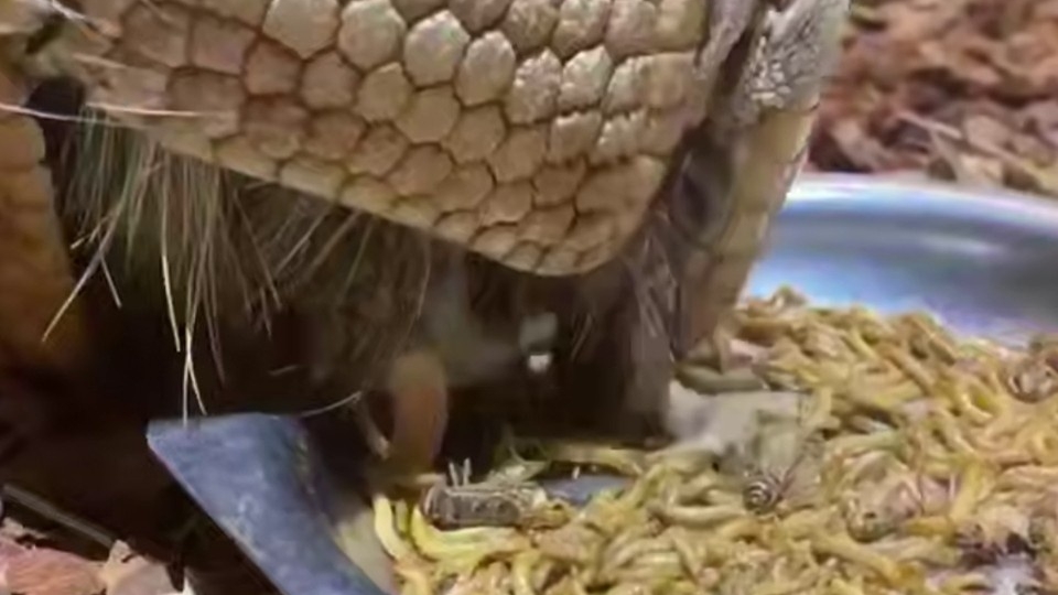 Броненосец Шарик вернулся на берега Невы после сорвавшегося сватовства в Москве