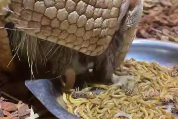 Броненосец Шарик вернулся на берега Невы после сорвавшегося сватовства в Москве