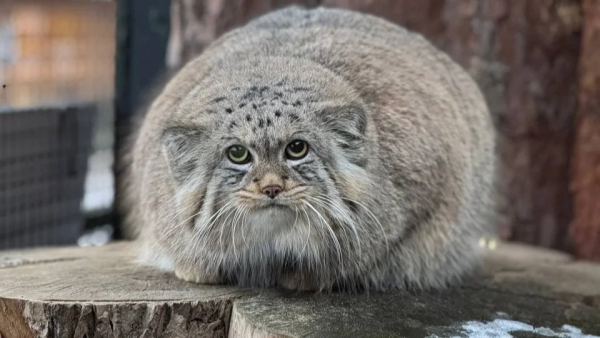 Ленинградский зоопарк отметил конец предзимней зажировки у манула Шу