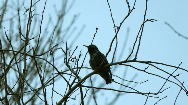 Скворцы не хотят покидать Петербург из-за теплой погоды
