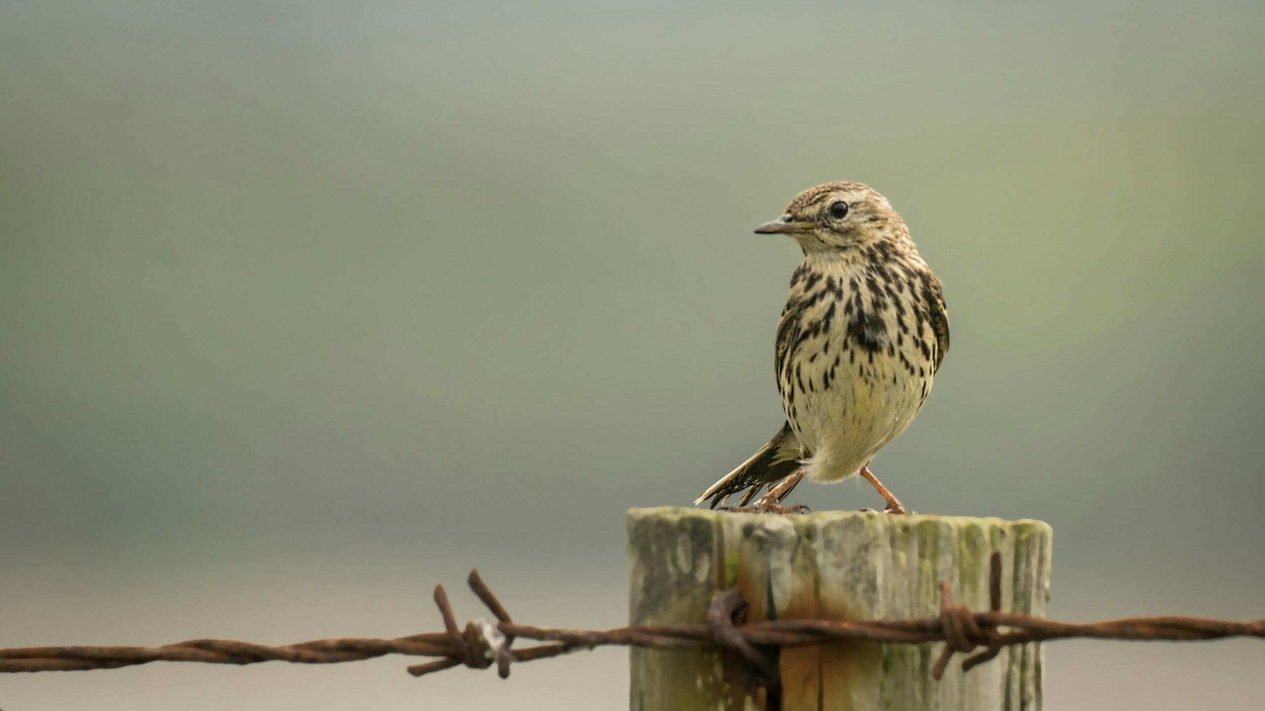 Ботанический институт восстанавливает краснокнижных прострелов в Ленобласти