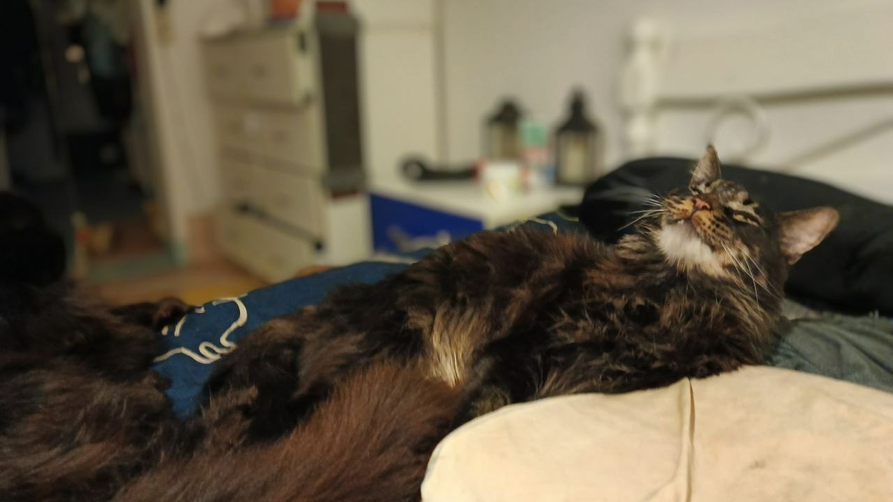 В День домашних животных петербуржцам напомнили об ответственности за питомцев