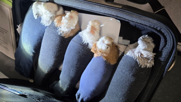 Упакованных в носки голубей не пропустили из Латвии в Россию