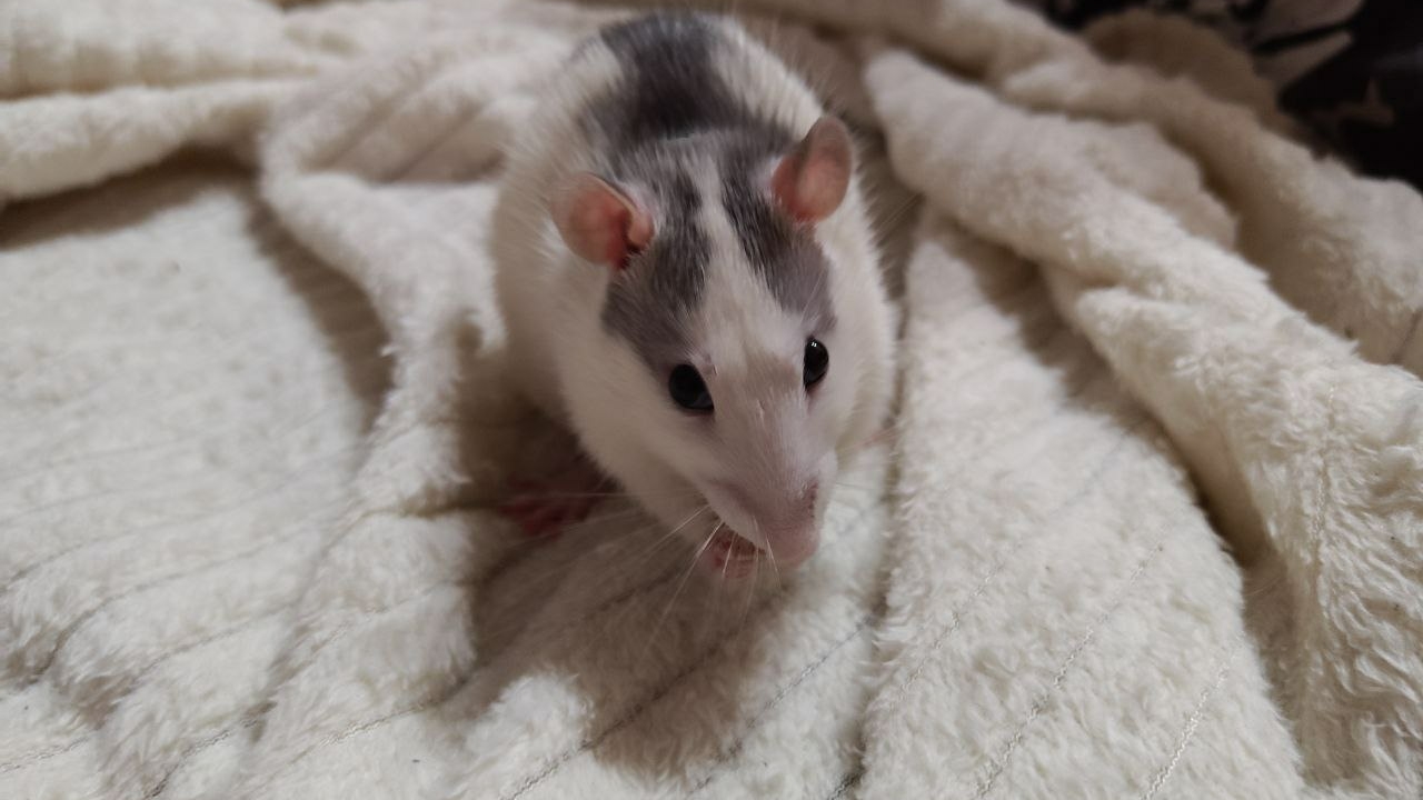 Суд Петербурга вынес приговор исследовавшим лекарство от онкологии мошенникам