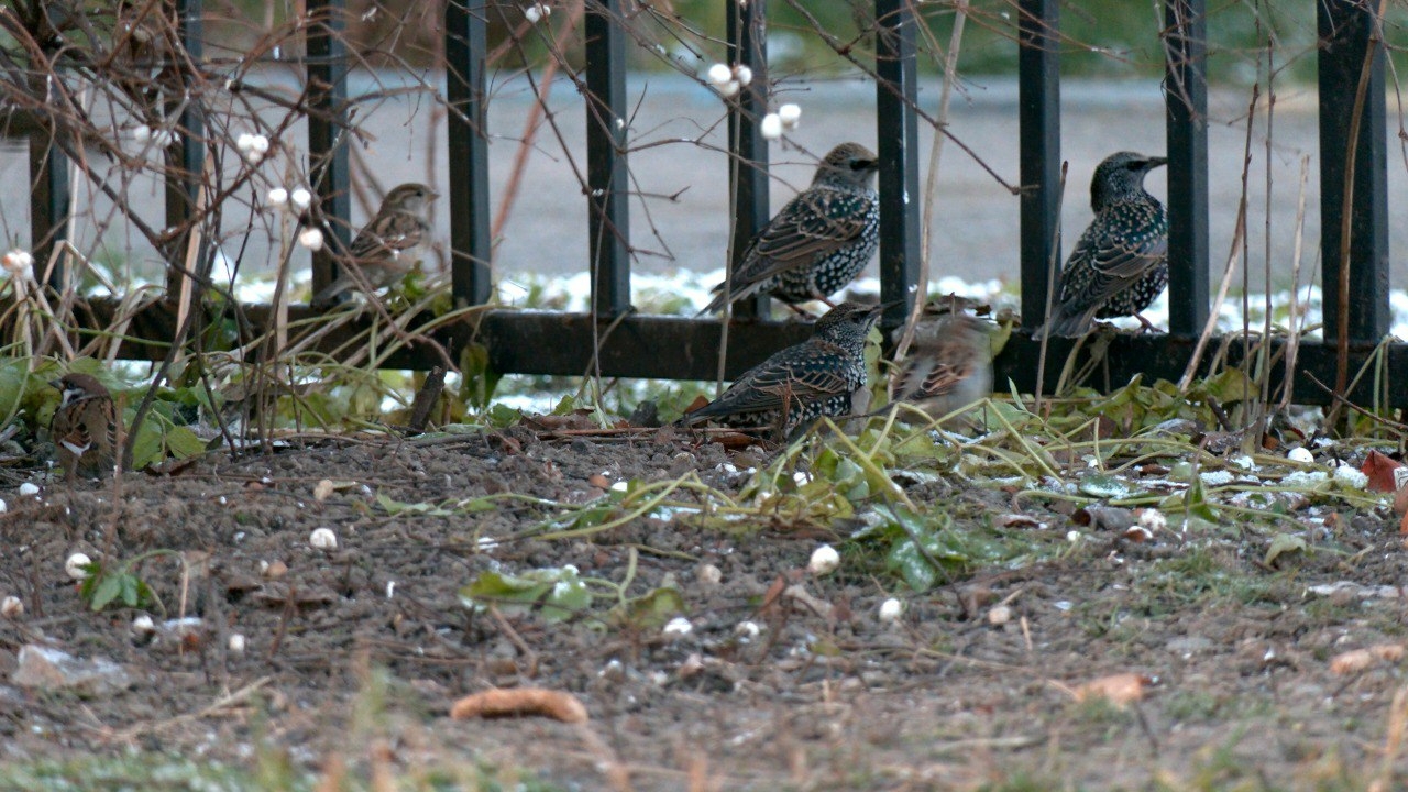 Скворцы передумали зимовать в Европе и остались в Петербурге