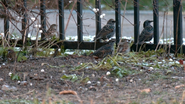 Скворцы передумали зимовать в Европе и остались в Петербурге