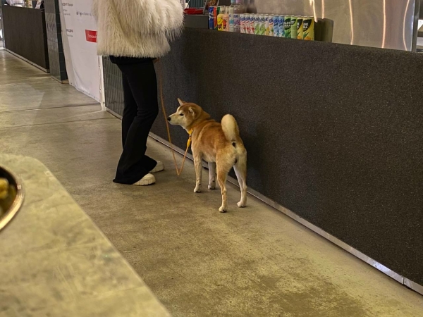 Петербургским собачникам напомнили о важности утепления питомцев в мороз
