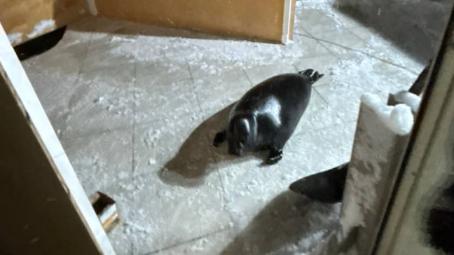 В Петербурге для подопечных нерп сделали домик с обогревом