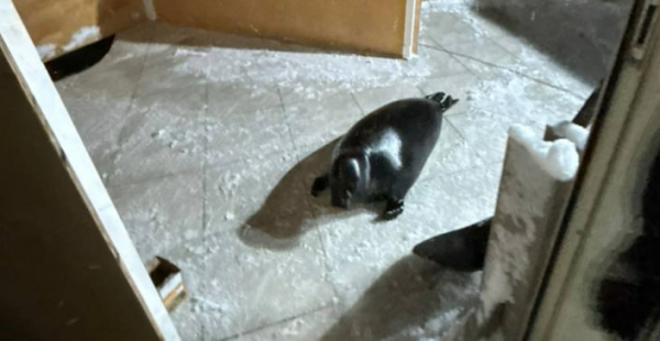 В Петербурге для подопечных нерп сделали домик с обогревом