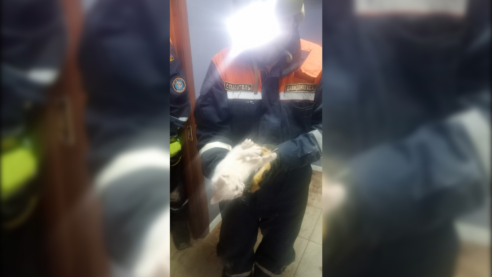 В Сертолово волонтеры спасли замурованного в стене подвала котенка