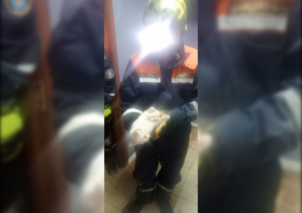 В Сертолово волонтеры спасли замурованного в стене подвала котенка