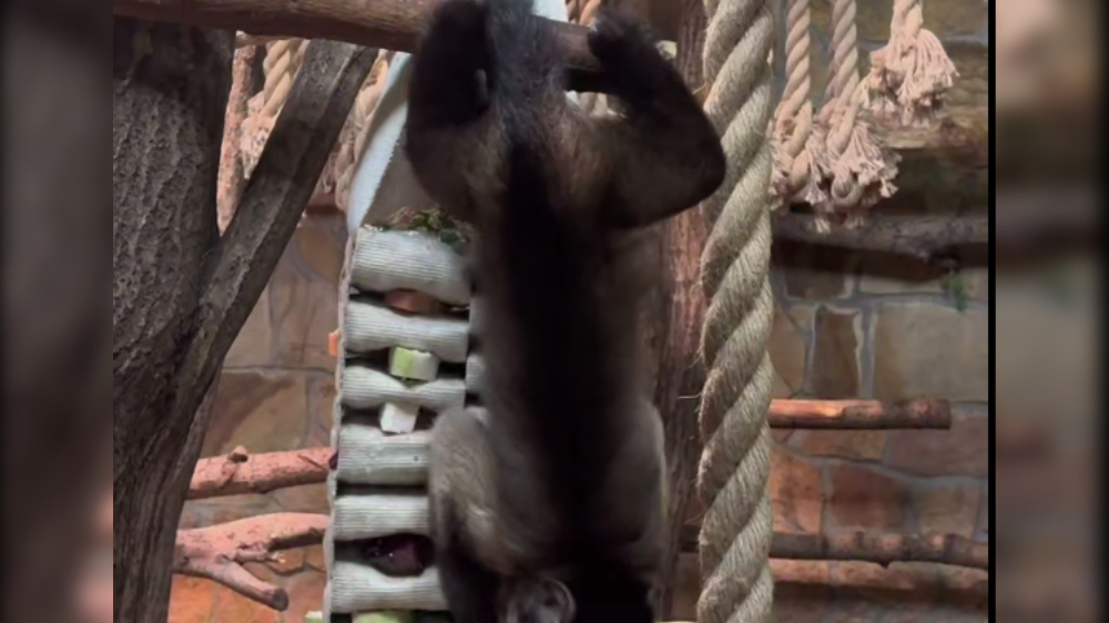 Ленинградский зоопарк поблагодарил дарителей пожарных рукавов на игрушки питомцам