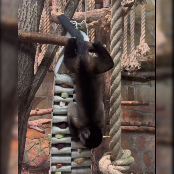 Ленинградский зоопарк поблагодарил дарителей пожарных рукавов на игрушки питомцам