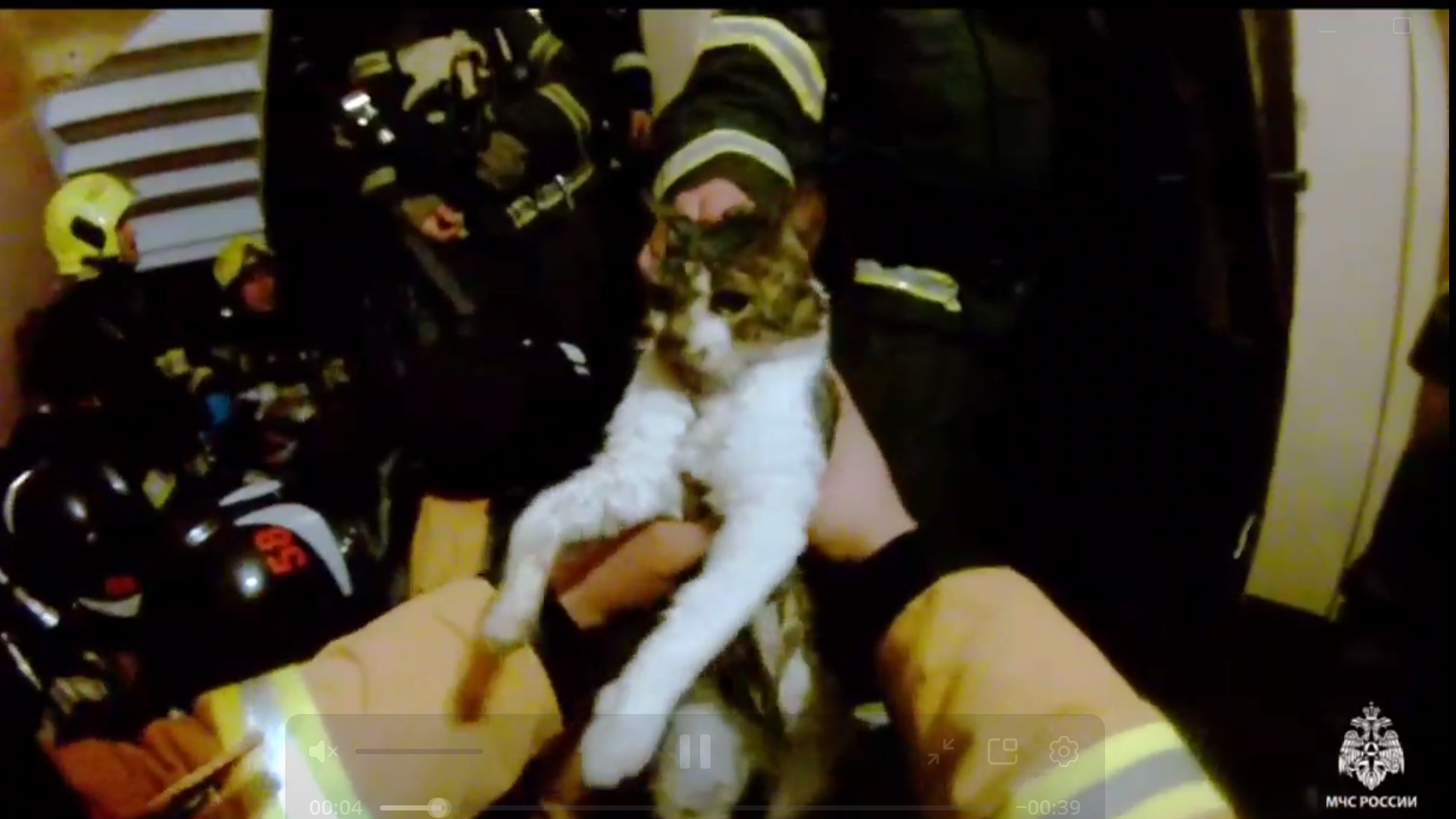 Спасатели Петербурга при тушении пожара вытащили из огня 9 кошек и собаку