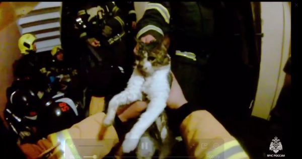 Спасатели Петербурга при тушении пожара вытащили из огня 9 кошек и собаку