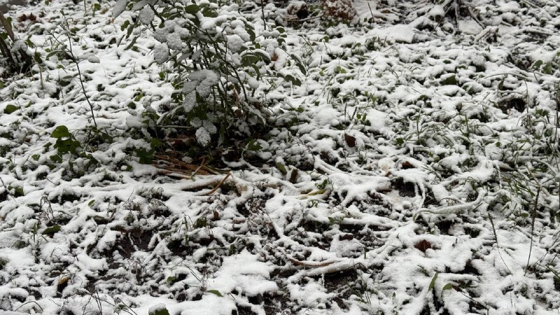 Гроза зимой и снег в мае: какой была погода в Петербурге в 2025-м году