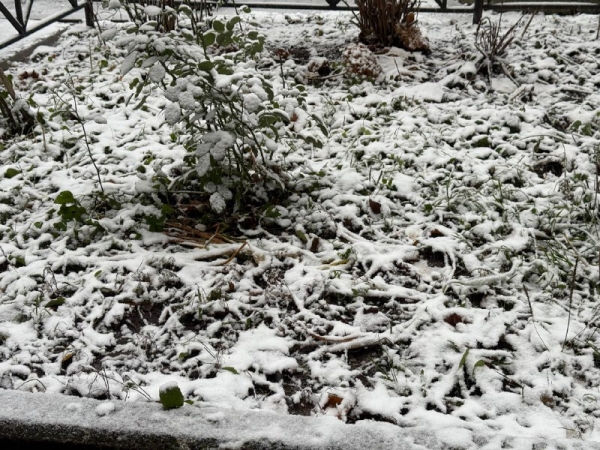 Гроза зимой и снег в мае: какой была погода в Петербурге в 2025-м году