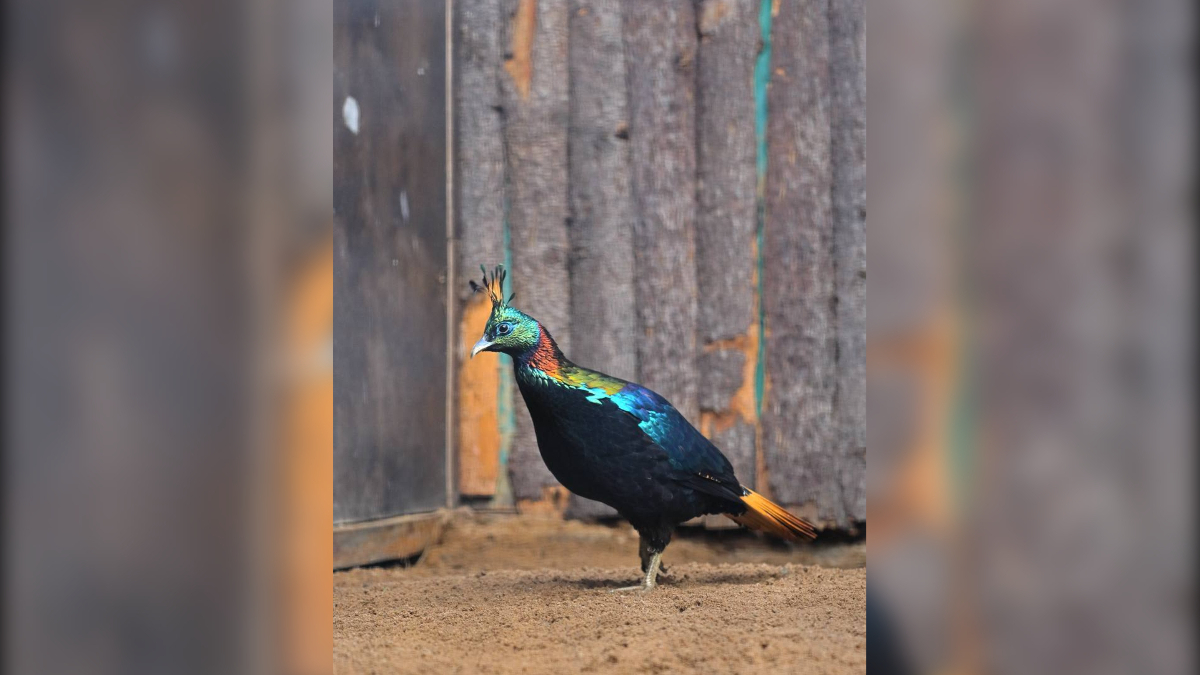 В Ленинградском зоопарке появилась пара гималайских моналов
