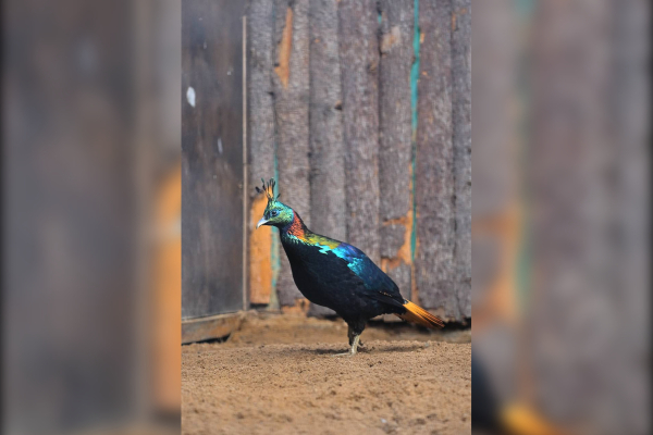 В Ленинградском зоопарке появилась пара гималайских моналов