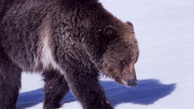 Под Тихвином охотник пострадал после встречи с проснувшимся медведем