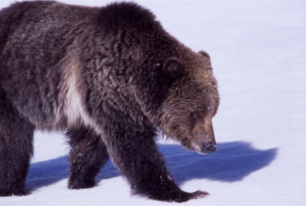 Под Тихвином охотник пострадал после встречи с проснувшимся медведем