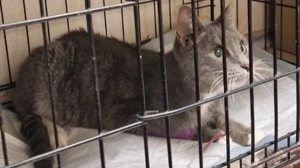 Спасатели достали кошку из закрытой квартиры пенсионерки в Петербурге