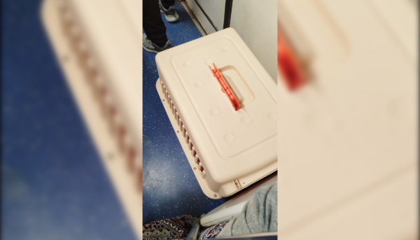 Сотня кошек и собак улетела из Петербурга в январе