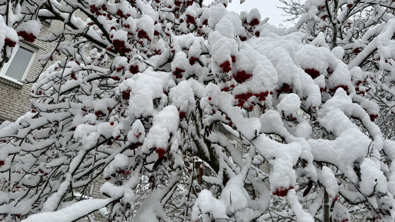 Сильный снегопад движется в сторону Петербурга