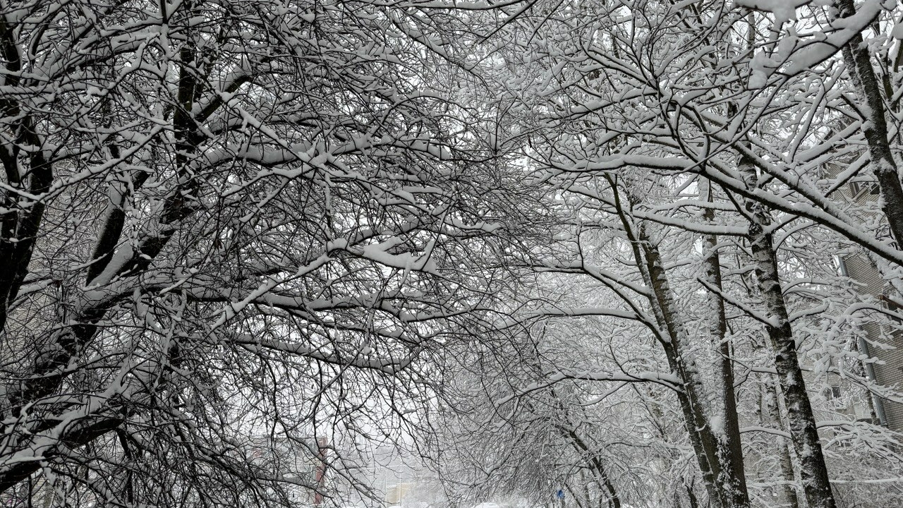 Снегопад засыпал улицы Петербурга на 4,5 сантиметра за сутки