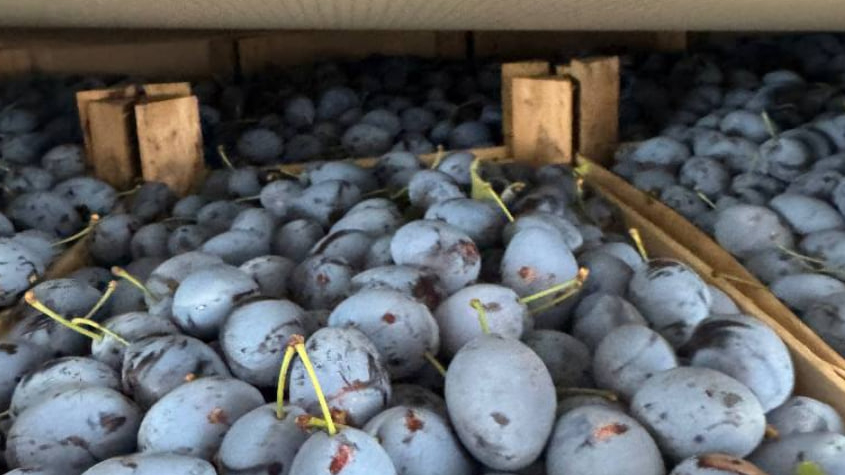 Россельхознадзор запретил выпуск слив из ЮАР в порту Петербурга